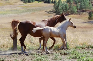 Palomino Arabian foal