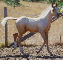 Palomino Arabian filly
