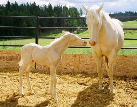 AQHA Cremello Colt by Hollywood White