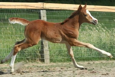 Arabian reining filly by Zallas Classic Zee