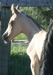 Buckskin Arabian filly