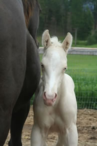 Cremello quarter horse filly by Vanilla Zip