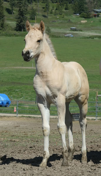 Buckskin Quarter Horse reining filly, Hollywood White, Jumping Jack Whiz, 