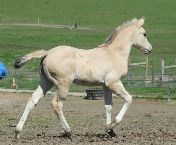 Buckskin Quarter Horse reining filly, Hollywood White, Jumping Jack Whiz, 