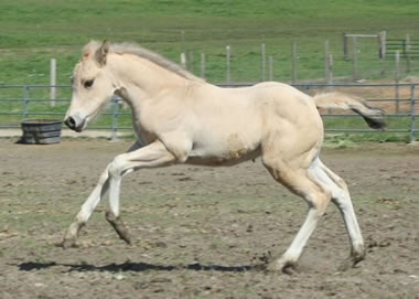 Quarter horse reining filly, Jumping Jack Whiz, Hollywood White