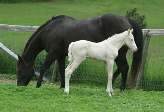Smokey black quarter horse mare with cremello filly by Vanilla Zip