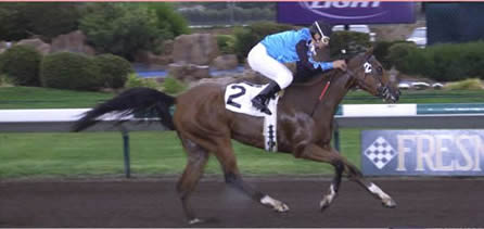 K Tiki Sprite Arabian race mare and 2 time CA Bred Horse of the Year