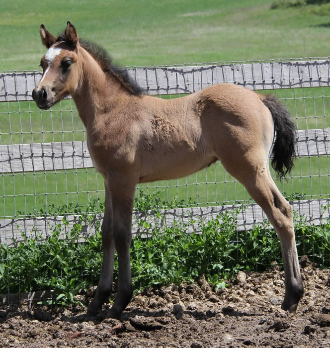 Kiger mustang Arabian race stallion, endurance horse 