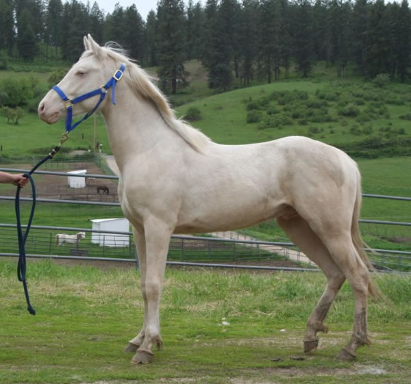 Arabian cremello stallion