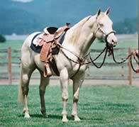Perlino quarter horse stallion High N Command  i.e. Commander 
