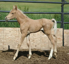 Arabian Palomino colt from Krisean Performance Horses