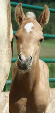 Palomino Arabian colt from Krisean Performance Horses