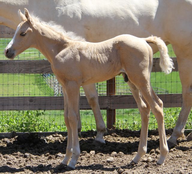 palomino half Arabian stallion, Vanilla Zip daughter, palomino Arabian gelding 