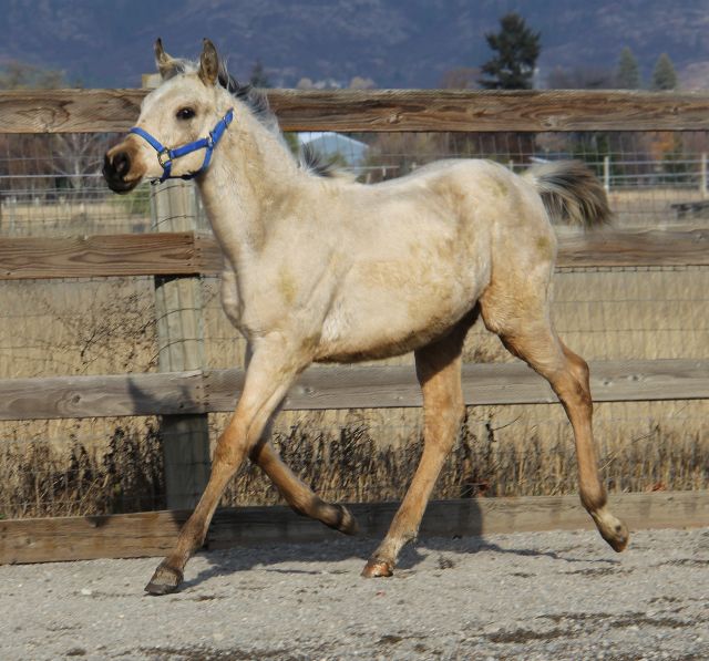 Buckskin half Arabian, Half quarter horse half Arab buckskin colt, sport horse prospect