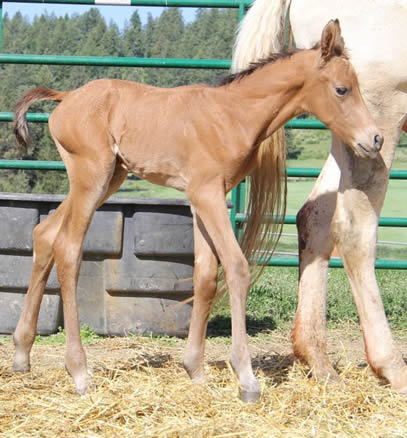 Half Arabian buckskin colt, SW Ferrari Arabian stallion, perlino quarter horse mare 