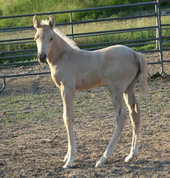 Arabian palomino filly by AQHA perlino stallion High N Command