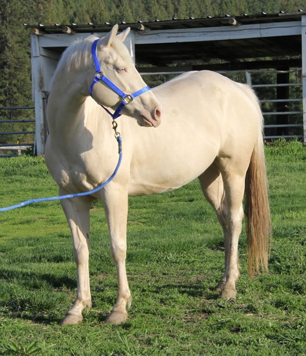 Vanilla Zip daughter, cremello quarter horse mare, half Arab palomino colt 