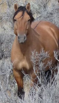 kiger mustang mare