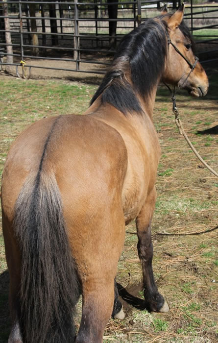 Kiger mustang stallion at stud, Kiger stallion semen shipped, Kiger stallion