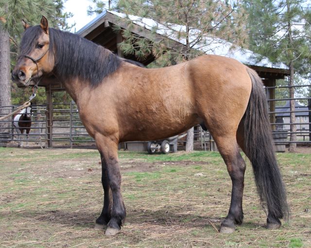 Kiger mustang stallion at stud,Kiger endurance horses,  Kiger stallion semen shipped, Kiger stallion