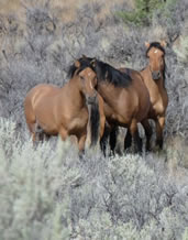 Kiger Mustangs, wild horses, the cowgirl horse