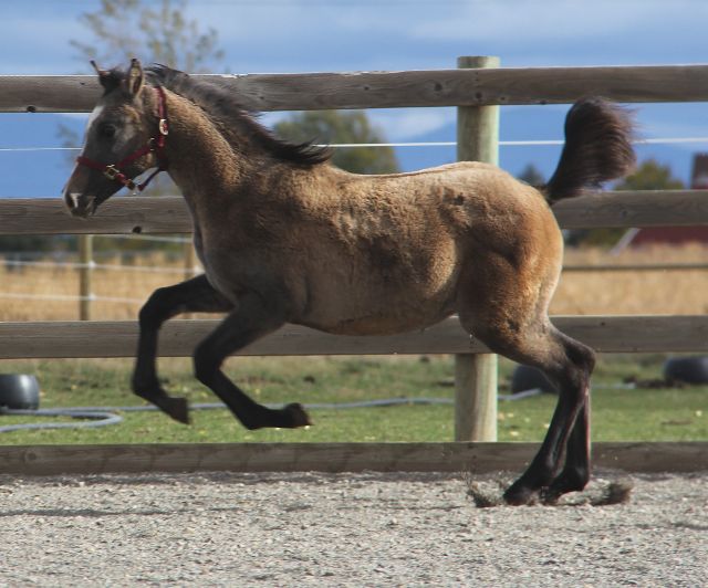 Kiger mustang Arabian endurance horse