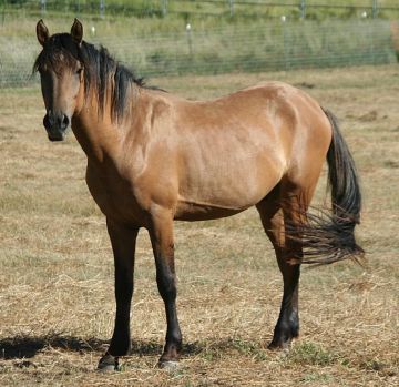 Kiger Mustang Stallion, Steens El Tesoro, endurance horses