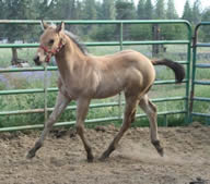Creamy Mocha excellent perlino quarter horse stallion available for lease