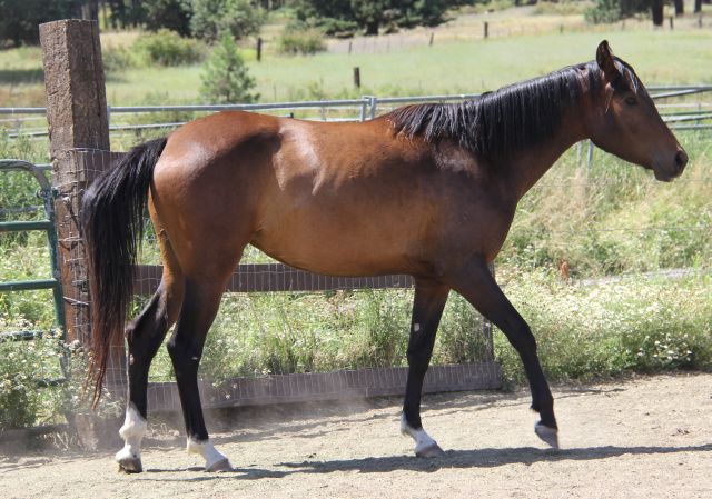 Arabian race mare, Arabian race stallion Buddy of Mine, Cal Bred Race Horse ofthe Year K Tiki Sprite, Arabian race horse 