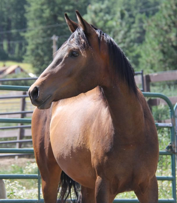 Arabian race mare, Arabian race stallion Buddy of Mine, Cal Bred Race Horse ofthe Year K Tiki Sprite, Arabian race horse 