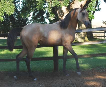 half Arabian buckskin filly, NYN Hisani, Arabian stallion, 