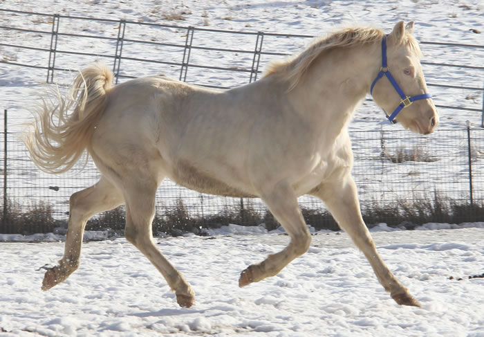 AQHA perlino stallion, quarter horse perlino stallion for sale, Doc Bar / Leo bred perlino quarter horse stallion 