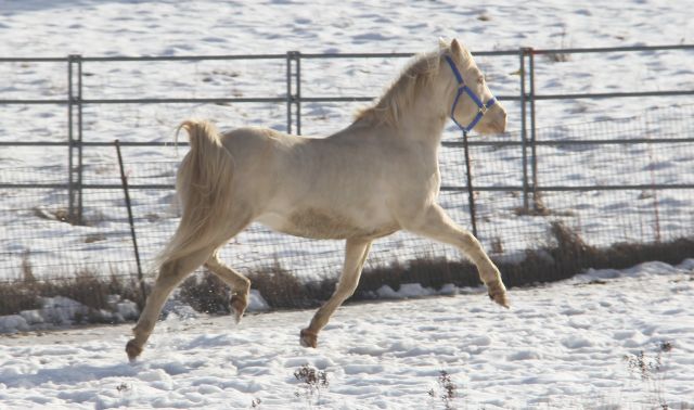 AQHA perlino stallion, quarter horse perlino stallion for sale, Doc Bar / Leo bred perlino quarter horse stallion