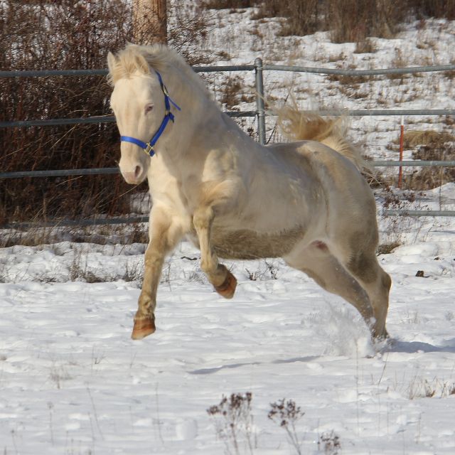 AQHA perlino stallion, quarter horse perlino stallion for sale, Doc Bar / Leo bred perlino quarter horse stallion
