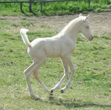 Cremello Arabian stallion at Krisean Performance Horses