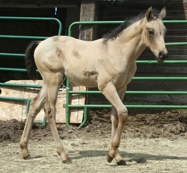 Arabian buckskin colt, NYN Hisani