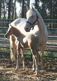 Palomino Arabian filly, cemello paint mare