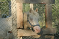  perlino quarter horse stallion 