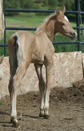 Palomino Arabian colt at Krisean Performance Horses