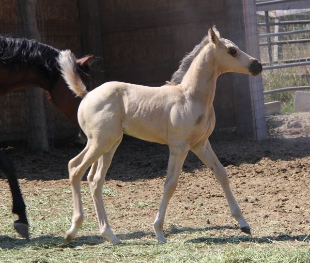Arabian Buckskin colt, Half Arab buckskin, GS Khochise grandson, Arab show buckskin gelding