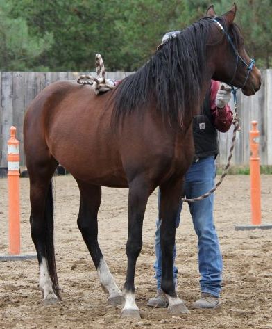 Khemosabie Arabian stallion for sale, old Arabian Bloodlines, Barich de Washoe, GS Khochise 