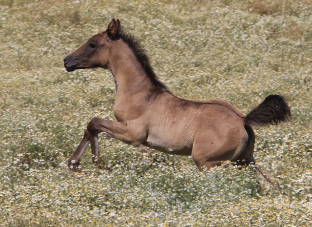 Arabian Kiger Mustang cross, Kiger Mustang Arab colt, dun Kiger mustang colt, Kiger mustang colt endurance bred, endurance horses
