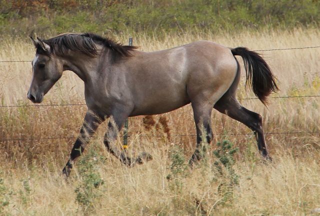 Kiger Mustang Arabian endurance horse, half Kiger Mustang Half Arabian dun, endurance horse prospect 