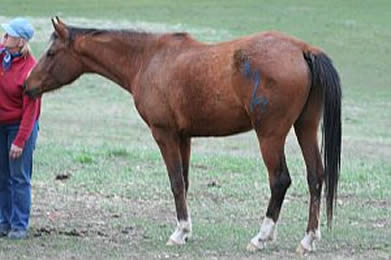 For Sale, K Kalmiki, race and endurance bred Arabian mare