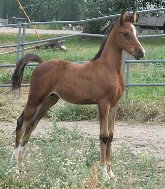 K Khokomo, Arabian colt sired by GS Khochise and out of a Barich de Washoe daughter