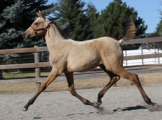 Buckskin half Arabian colt, Arab quarter horse buckskin, half Arab buckskin show colt 