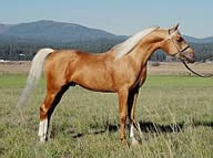  Palomino Arabian stallion 