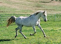 Arabian race stallion, Two Timin Tiki , line bred from the immortal Kontiki