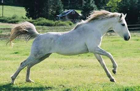 Arabian racing stallion, Two Timin Tiki , line bred from the immortal Kontiki